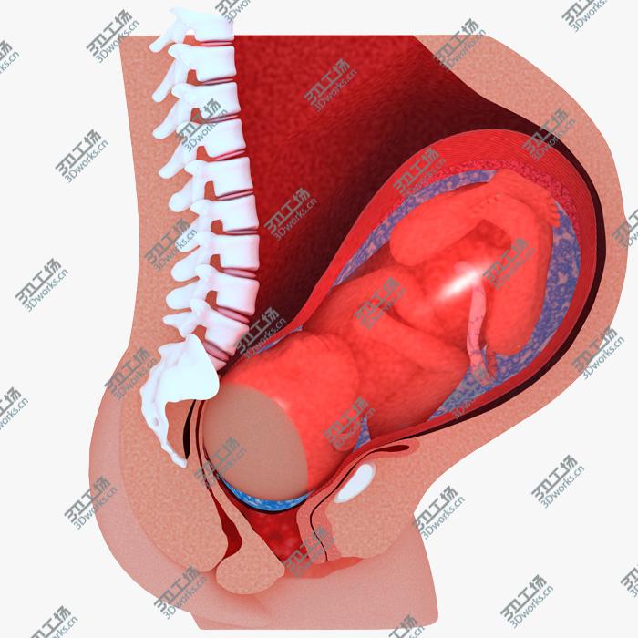 images/goods_img/202104092/Childbirth Sequence Cross Sections Collection/3.jpg